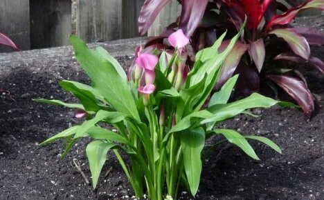 We grow garden calla lilies