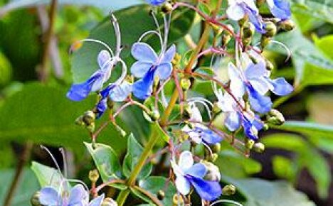 Blommodlarnas uppmärksamhet lockas av blå malar på grönskan i det ugandiska clerodendrumet