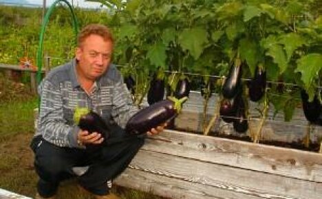 Igor Lyadovs grönsaksträdgård är ett mirakel som alla kan göra