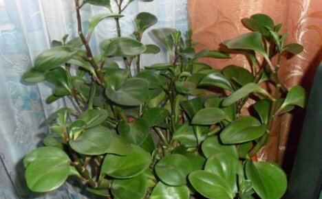 È possibile mantenere la peperomia in casa: tipi di piante e segni associati