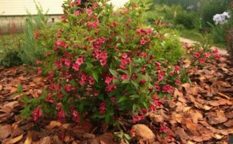 How to trim a weigela in the fall - everything you need to know about the timing and procedure for a haircut