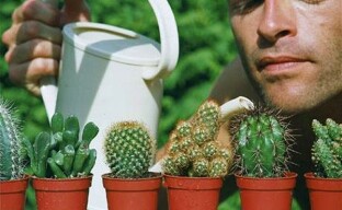 Tajemství péče o kvetoucí kaktusy