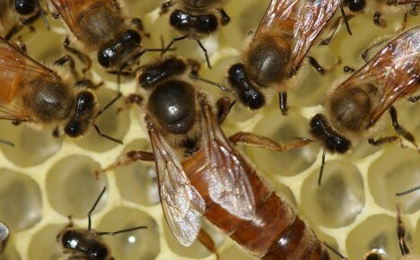 As principais funções de uma abelha rainha em uma família de abelhas - para que serve uma rainha?
