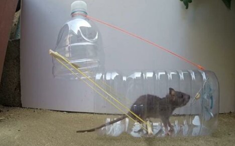 Zelfgemaakte plastic muizenvallen - twee eenvoudige maar effectieve modellen