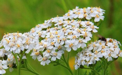 Why is yarrow useful for the body or 1000 and 1 variant of its use