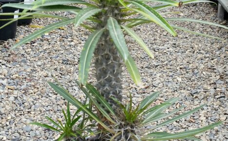 A touch of exotic in your home - unpretentious pachypodium cactus with leaves