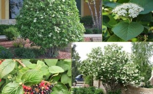 Kalina gordovina - de originele eetbare vaste plant in uw tuin