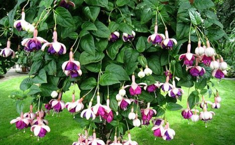 Properly growing fuchsia in the garden and caring for an exotic flower