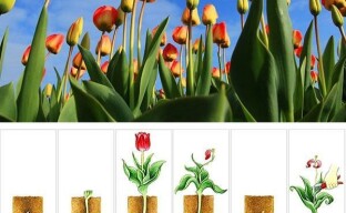 Tulipani e 10 cicli della loro vita: dalla semina allo scavo