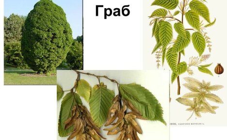 Takový majestátní a různorodý habr - fotografie stromu a listů