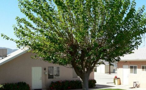 Der Maulbeerbaum ist ein langjähriger menschlicher Begleiter