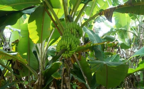 Jak rostou banány - rysy růstu a plodů zámořských plodů