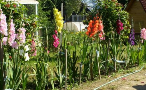 Wie man Gladiolen bindet - praktische Ratschläge von erfahrenen Gärtnern