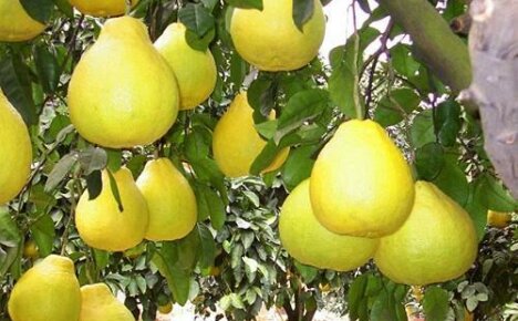 Pomelo är en mystisk citrus i vårt område: hur den ser ut och hur den växer