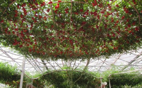 Beim Anbau eines Tomatenbaums im Freien berücksichtigen wir alle agronomischen Regeln