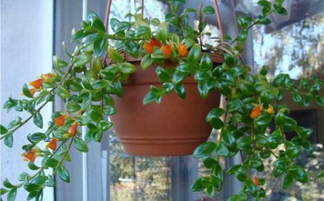 What types of nematanthus are grown at home