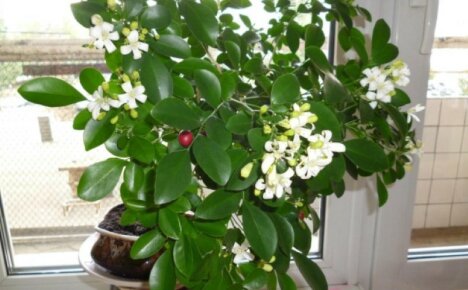 La charmante muraya surprendra par la floraison et se délectera des fruits - soins à domicile, photo