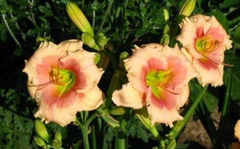 Janice Brown Delicate Daylily