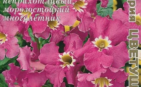 Das Wachsen von Incarvelia aus Samen ist ein einfacher Weg, um wunderschöne Blumen mit interessanten Farben zu erhalten