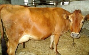 Raser av kor för mjölkproduktion och deras underhåll