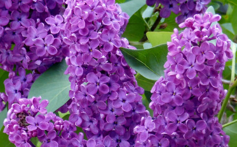 The unique chemical composition and beneficial properties of lilacs for health