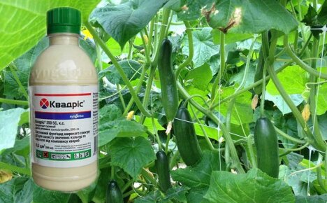 Quadris-fungicide - instructies voor het gebruik van een super effectief medicijn tegen schimmelziekten