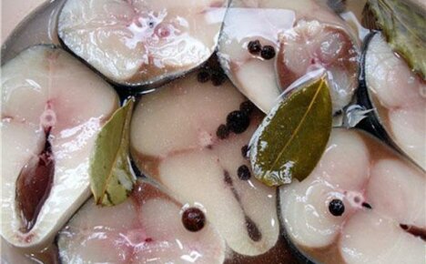 Die besten und einfachsten Rezepte zum Salzen von Makrelen zu Hause