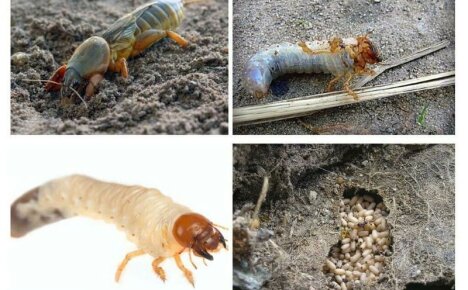 Medvedka - foto e descrizione della larva, misure di controllo dei parassiti