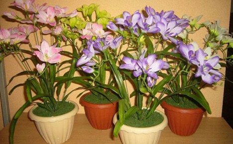 Growing freesia at home: tips, rules, recommendations
