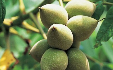 Ljekovita svojstva mandžurskih orašastih plodova za tijelo