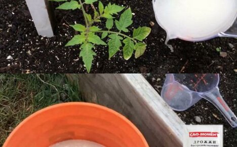 Alimentando tomates com fermento para crescimento e produtividade