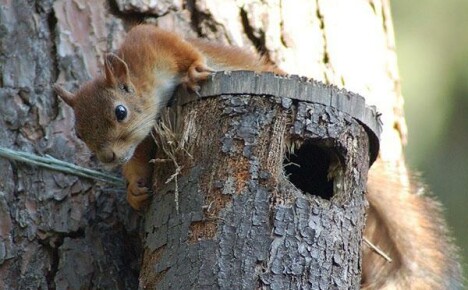 Výroba dobrého krmítka pre veveričky vlastnými rukami