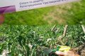 استخدام Trichopolum للنباتات - استخدام الأدوية في الحديقة والحديقة النباتية