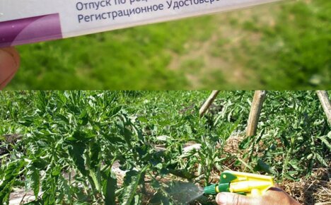 Použití Trichopolum pro rostliny - použití léku pro zahradu a zeleninovou zahradu