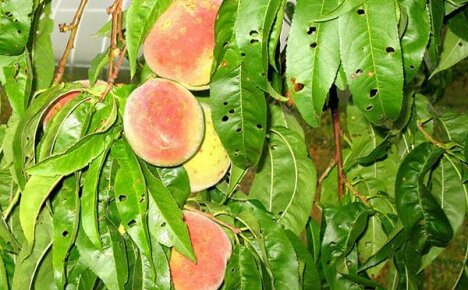Unersättliche Pfirsichschädlinge: wie man mit ihnen umgeht und den Krieg gewinnt