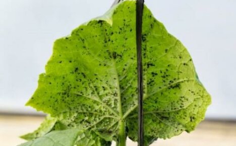 Zwarte bladluis op komkommers: hoe te detecteren en hoe te verwijderen