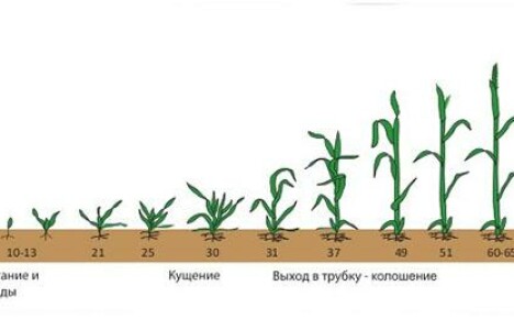 Période végétative chez les plantes, caractéristiques du développement de diverses cultures