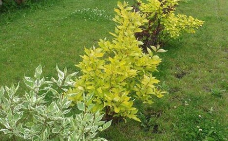 How to grow variegated dogwood in a summer cottage