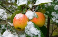 Späte Apfelsorten mit Namen sind die beste Wahl für die Winterlagerung
