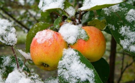 Les variétés de pommes tardives avec des noms sont le meilleur choix pour le stockage hivernal