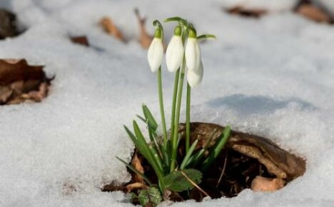 Wanneer sneeuwklokjes bloeien - de allereerste lentebloemen