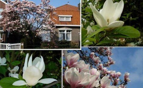 Le specie di magnolia da coltivare in giardino sono le varietà più resistenti e senza pretese