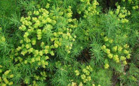 Както красива, така и полезна кипарисова еуфорбия - лечебни свойства на декоративно многогодишно растение