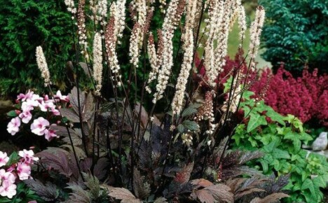 Majestic Black Cohosh: Planting and Nursing Outdoors, Growing Techniques and Breeding Methods