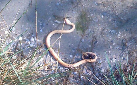 Vet du hur man kör en orm från en sommarstuga?