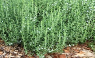 Αλμυρά - καλλιέργεια και φροντίδα για πικάντικα βότανα στον κήπο