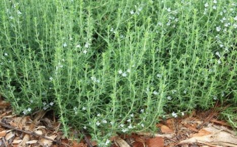 Savory - growing and caring for spicy herbs in the garden