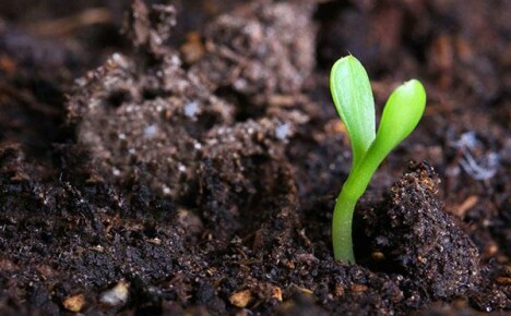 Шта је хумус и како контролисати његов садржај у башти?