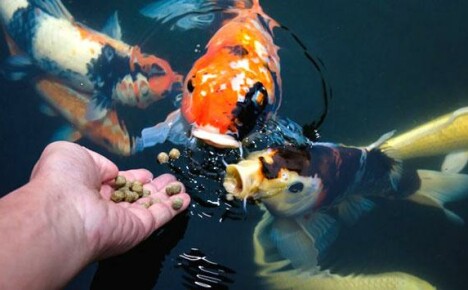 Hur bestämmer man valet av mat till akvarium och dammfisk?