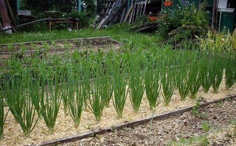 İyi bir sonuç almak için bahçenizde ve sebze bahçenizde talaş nasıl kullanılır?